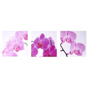 Cuadro 3 piezas ORQUIDEAS ROSAS, 50x150 cm