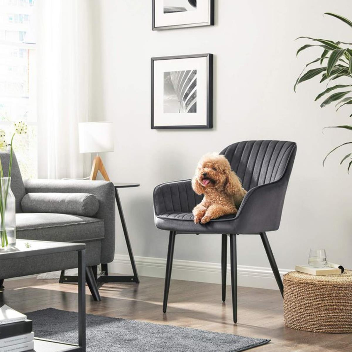 Silla de Confidente DONOVAN, Patas Negras, en Terciopelo Gris Oscuro