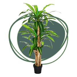 Plantas para oficina